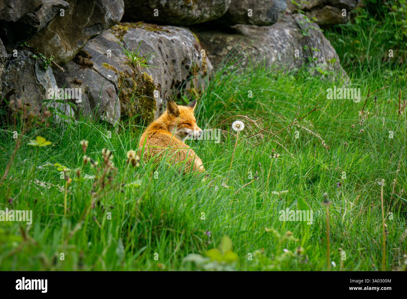 La volpe selvaggia nelle Rolling Hills dell'Irlanda, che si fonde con il paesaggio naturale, mostrando la fauna selvatica irlandese e la bellezza senza domina della campagna Foto Stock