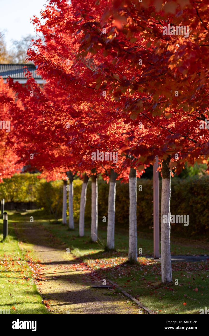 un vicolo di giovani aceri rossi accesi nella soleggiata giornata autunnale Foto Stock