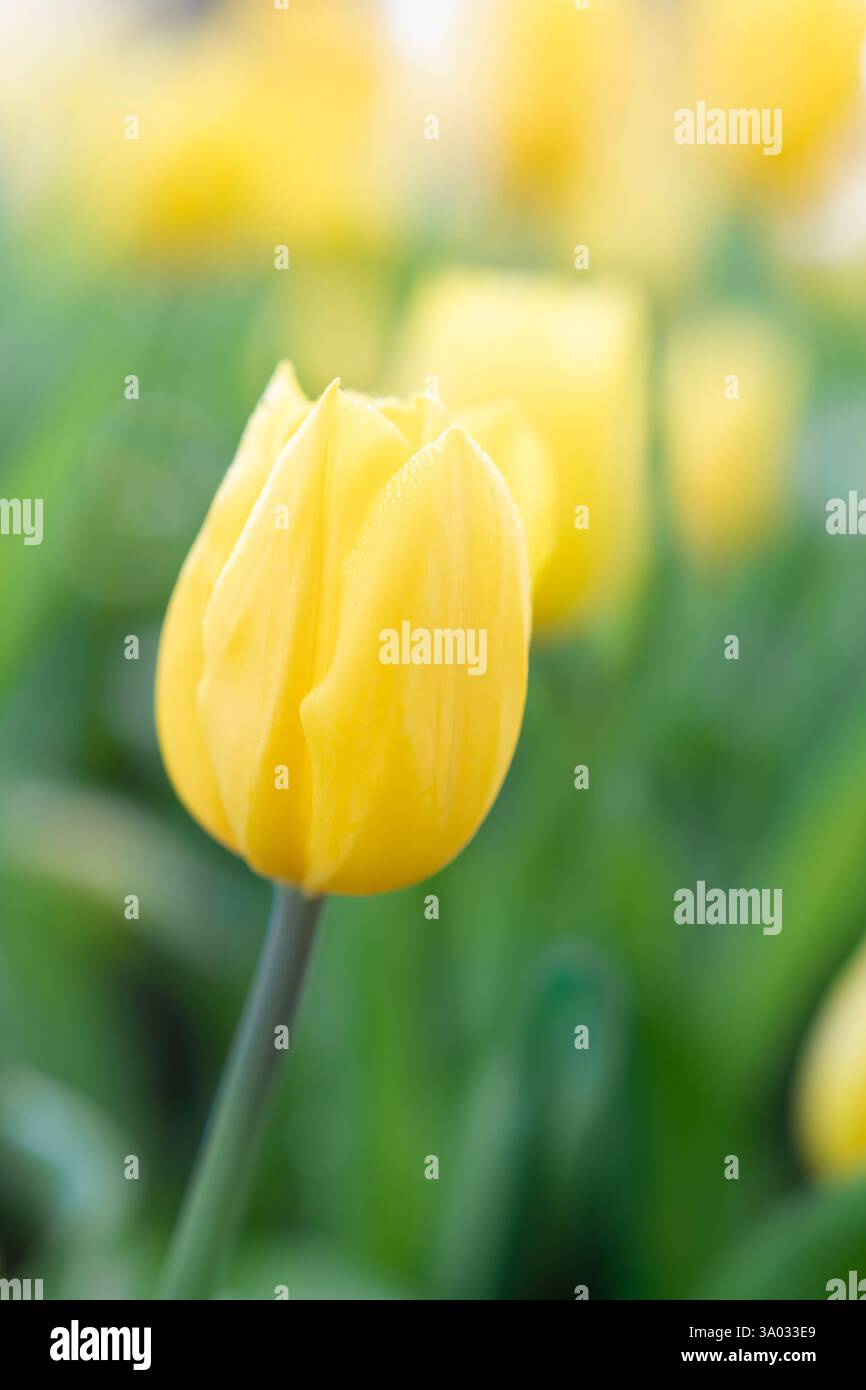 bellissimi tulipani gialli con luce riflessa al mattino Foto Stock