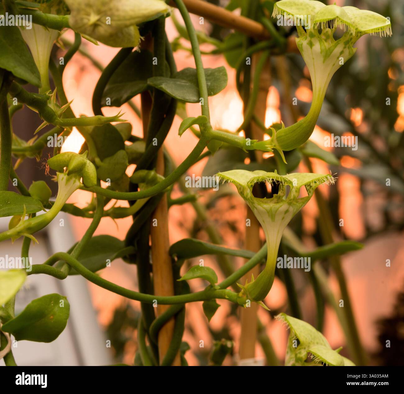 Impianto di paracadute (Ceropegia sandersonii). KIT, Karlsruhe, Germania, Europa. Foto Stock