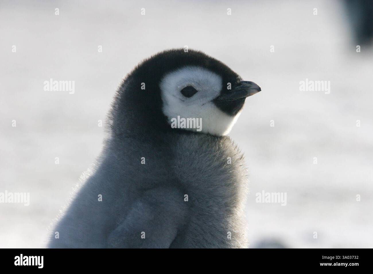 Un primo piano di un soffice pinguino imperatore in Antartide. Le sue morbide piume grigie e lo sguardo curioso catturano il fascino della fauna selvatica nella natura ghiacciata Foto Stock