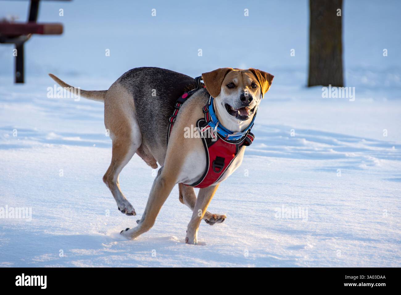 Un mix di beagle, il cane adulto gioca sulla neve al tramonto. Foto Stock