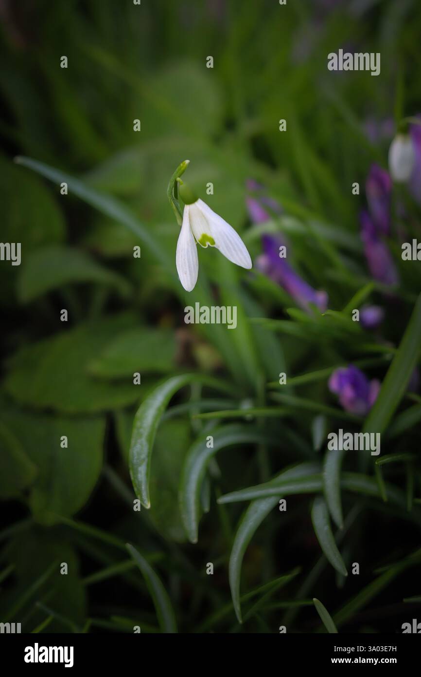 Cattura ravvicinata naturale di una goccia di neve solitaria (Galanthus) in un giardino di boschi inglese. Foto Stock