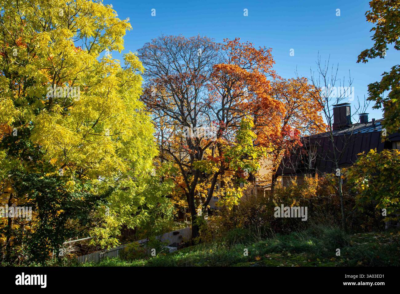 Colori autunnali o autunnali di Keuruunpuisto nel quartiere Puu-Vallila di Helsinki, Finlandia Foto Stock