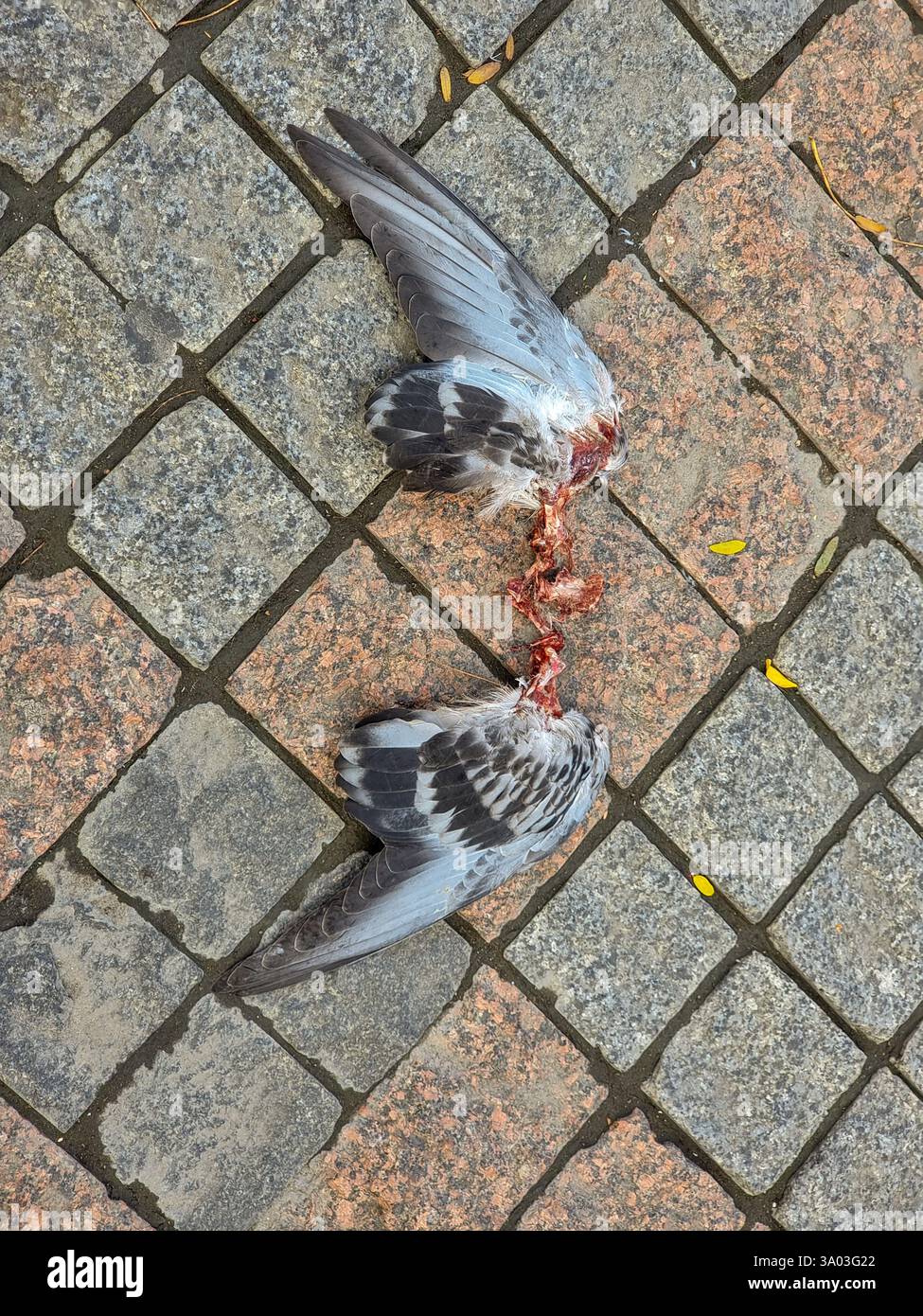 Resti di un uccello catturato e mangiato probabilmente da un gatto: Un paio di ali di uccelli su pavimentazioni a motivi geometrici di pietre quadrate; concetto di impatto dei gatti sugli uccelli - Immagine stock catturata con smartphone