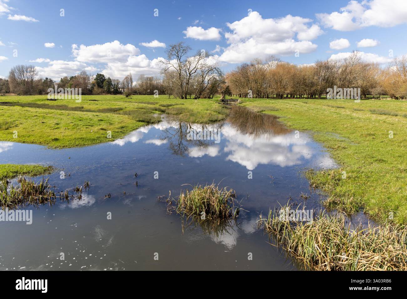 Harnham Water Meadows è un sito di speciale interesse scientifico che funge da difesa dalle inondazioni per Salisbury, Salisbury, Wiltshire, Inghilterra, Regno Unito Foto Stock