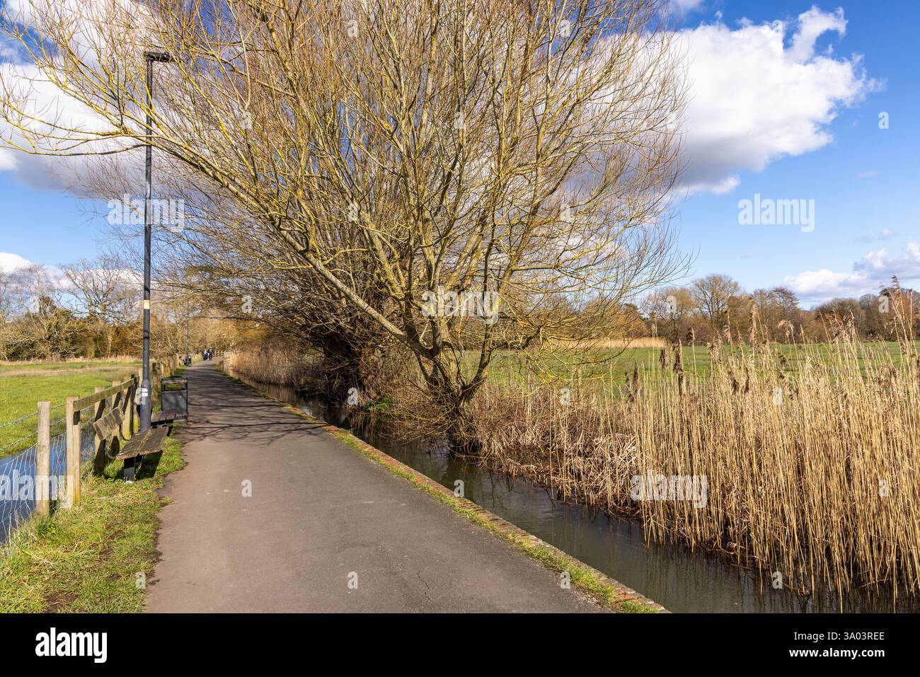 Sentiero di Harnham Water Meadows. Sito di speciale interesse scientifico che funge da difesa dalle inondazioni per Salisbury, Salisbury, Wiltshire, Inghilterra, Regno Unito Foto Stock