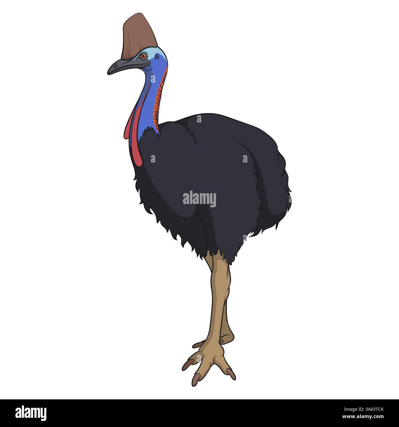 Illustrazione a colori con uccello cassowary, casuarius. Oggetto vettoriale isolato su sfondo bianco. Illustrazione Vettoriale