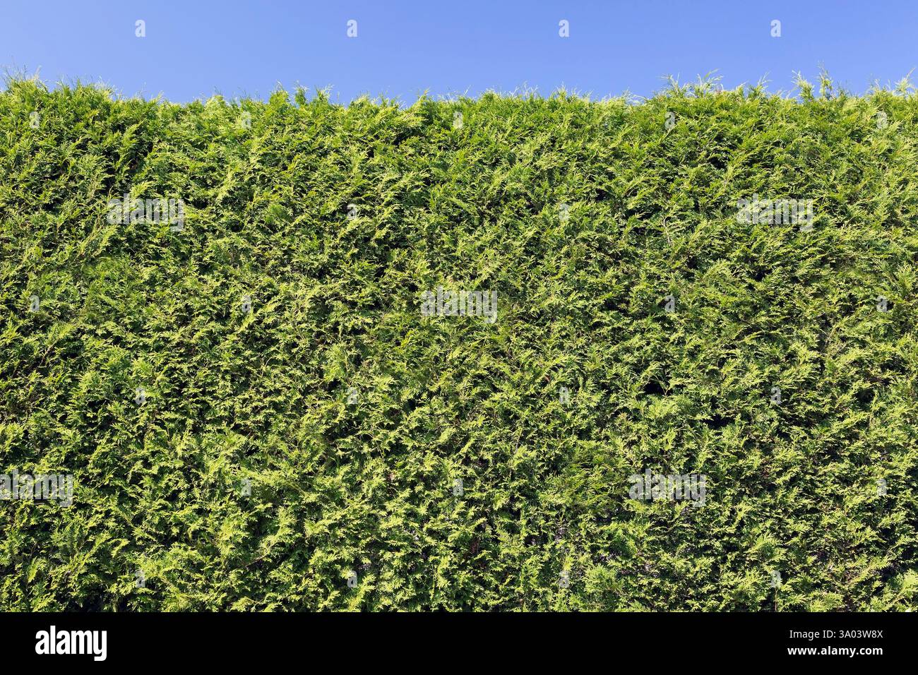 Primo piano di Thuja occidentalis verde brillante - siepe di Cedro e cielo blu in estate, Quebec, Canada Foto Stock