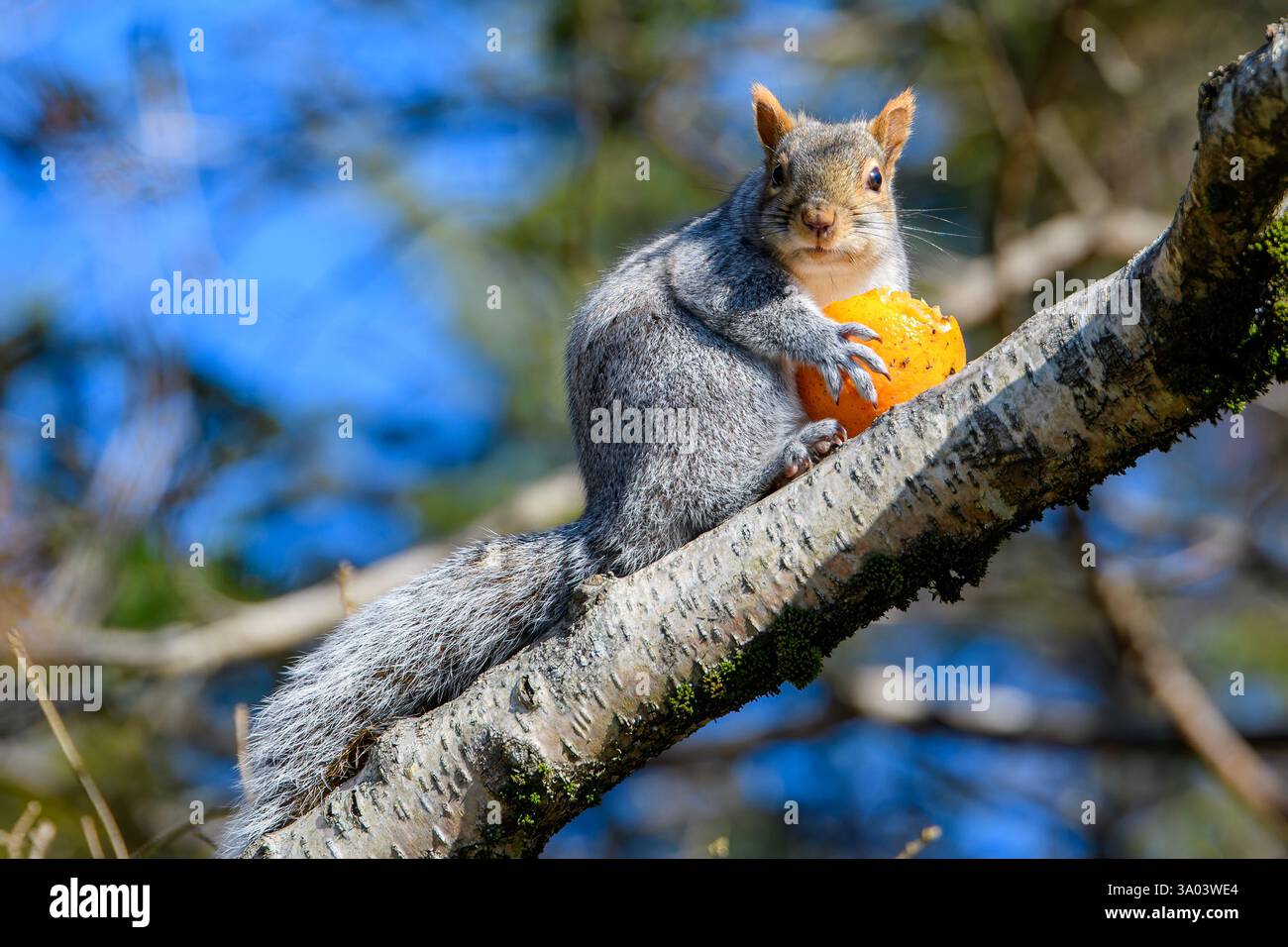 Un grande scoiattolo grigio su un ramo di albero che mangia un'arancia. Sta guardando verso la telecamera. Foto Stock