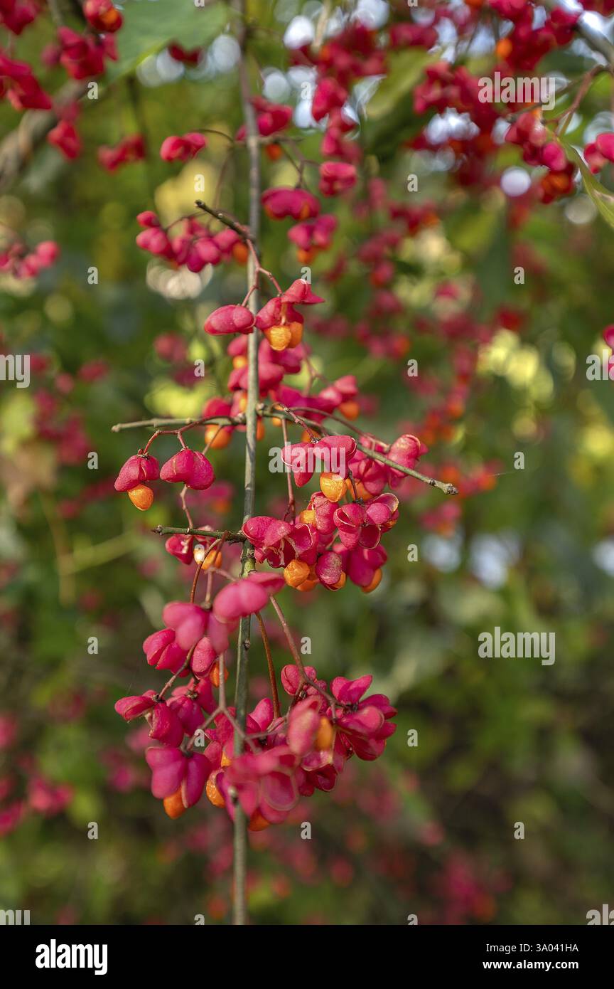 Peacock (Euonymus europaeus), Baviera, Germania, Europa Foto Stock