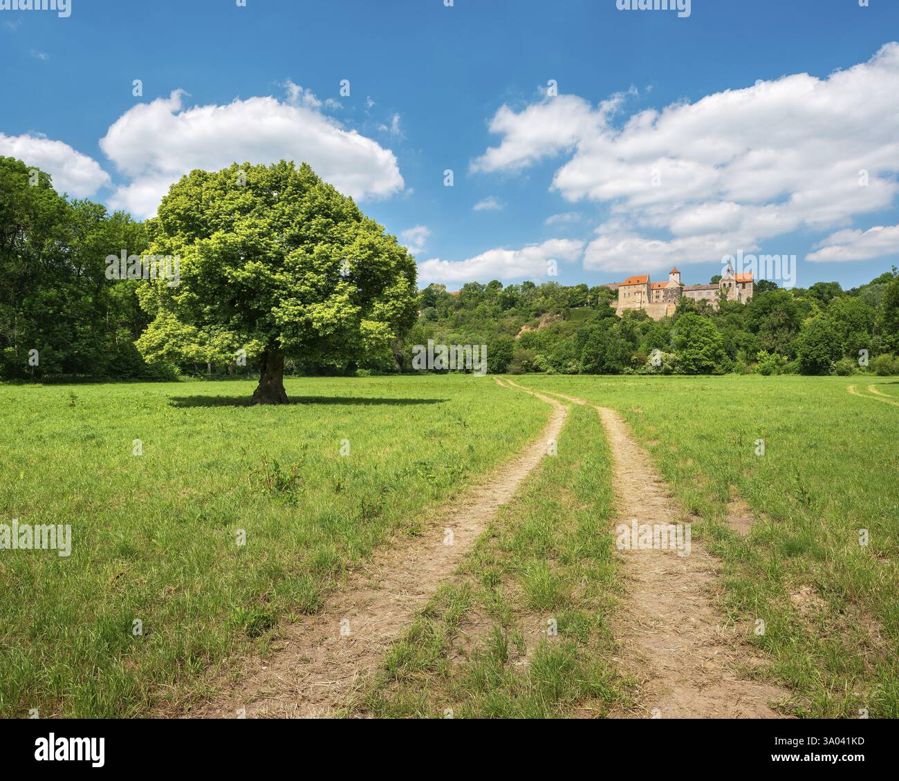Percorso di campagna attraverso il paesaggio nella valle di Saale vicino a Naumburg in primavera, di fronte a un tiglio solitario in fiore, dietro il castello di Goseck, Naumburg, Saxo Foto Stock
