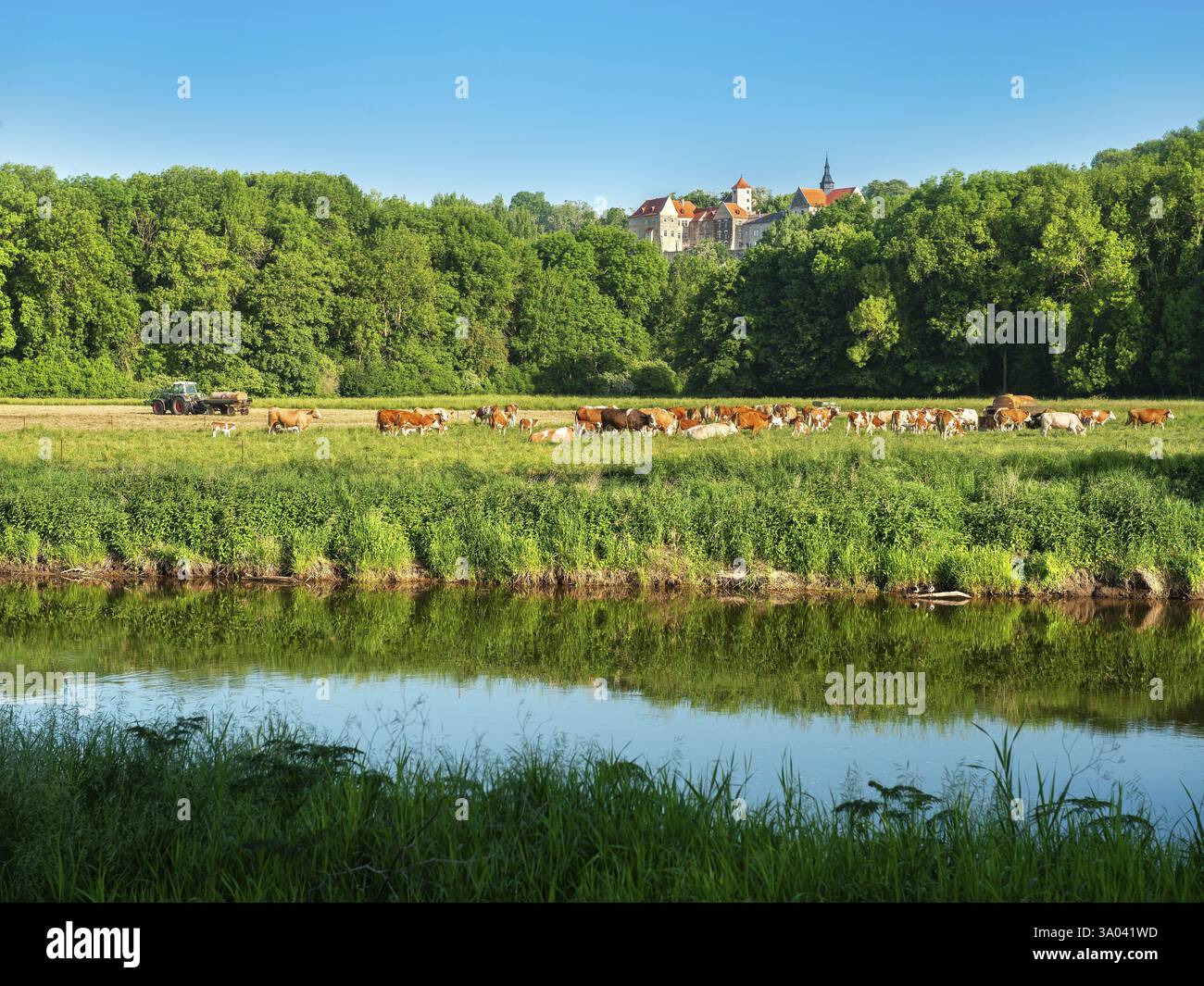 Paesaggio lungo il fiume Saale nella valle di Saale vicino a Naumburg, bestiame pascolo in primavera, castello di Goseck sullo sfondo, Naumburg, Sax Foto Stock