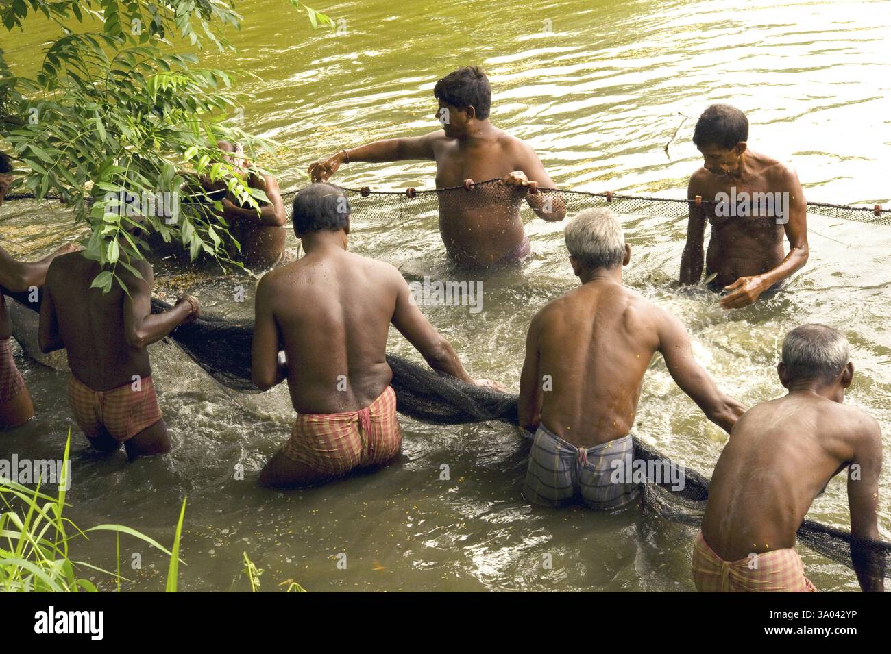 Cultura pissi paludosa di pesca, Kolkata Calcutta, Bengala occidentale, India, Asia Foto Stock