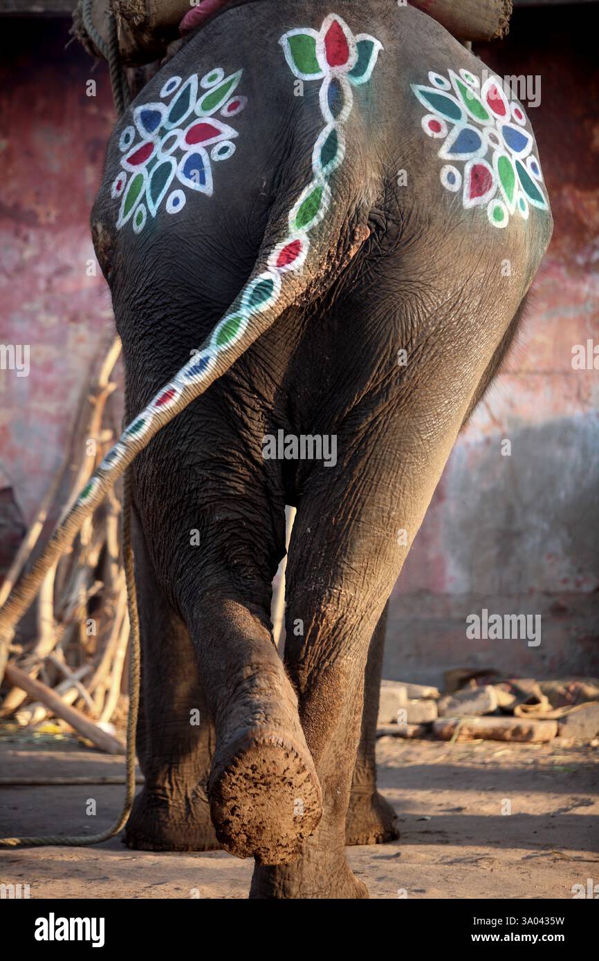 Disegni colorati sul retro e sulla coda dell'elefante visti per le strade di Ahmedabad, Gujarat, India, Asia Foto Stock