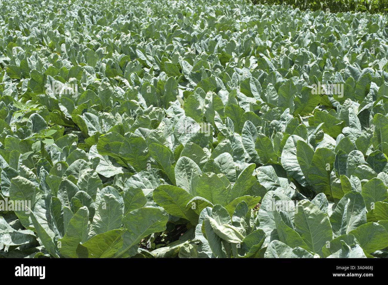Fattoria di cavolfiore brassica oleracea, Ozar, Pune, Maharashtra, India 2010 Foto Stock