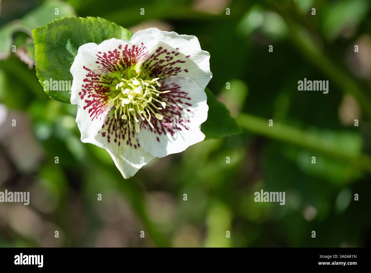 REGNO UNITO. Una pianta perenne di fioritura helleborus orietalisa con rosa quaresimale. L'immagine mostra un primo piano di una singola testa di fiore bianca con macchie viola Foto Stock