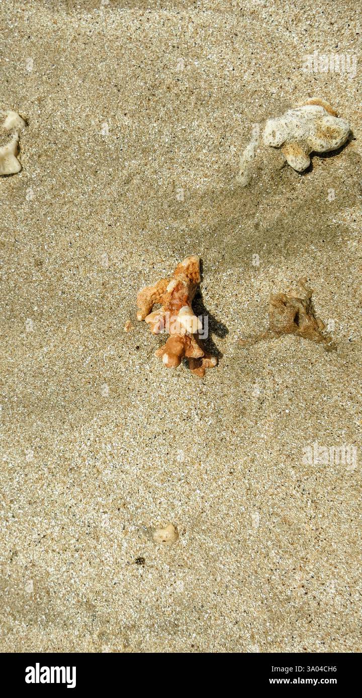 Diversi coralli sulla spiaggia Foto Stock