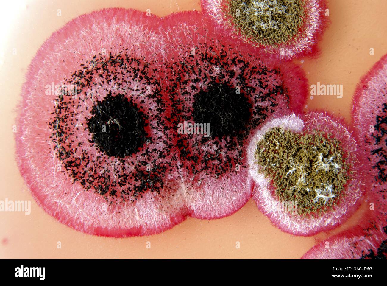 La ricerca scientifica le colonie fungine i semi di cotone su rose bengal agar chloramphenecal Foto Stock