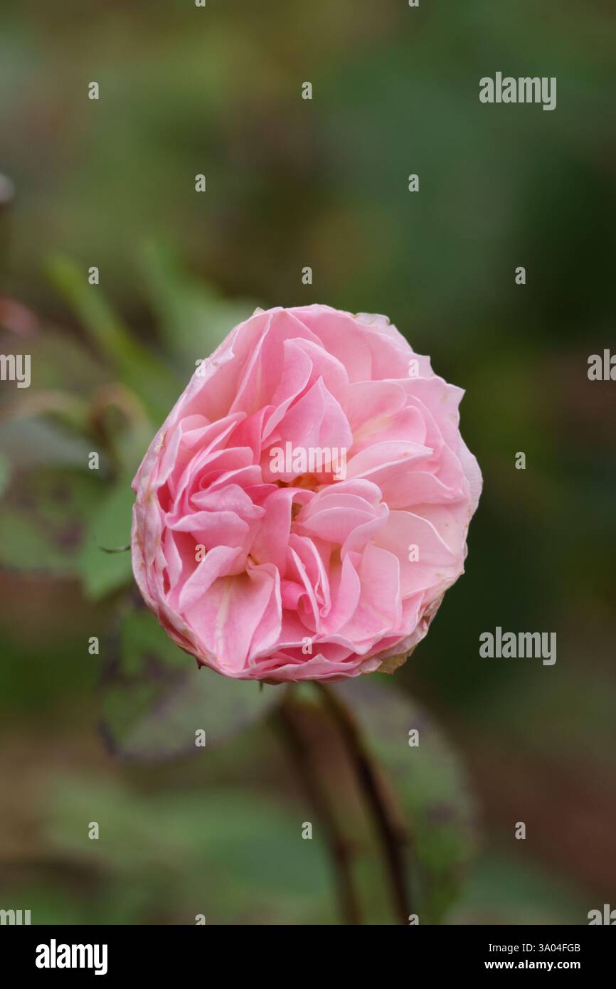 Incredibile fiore di rosa in giardino Foto Stock