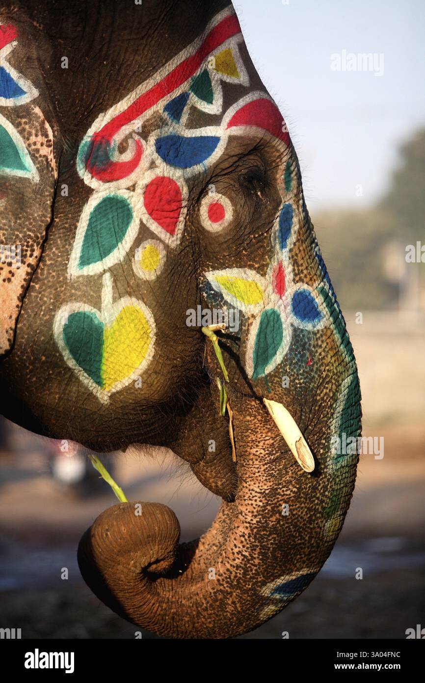 Disegni colorati sulla faccia dell'elefante visti per le strade di Ahmedabad, Gujarat, India, Asia Foto Stock