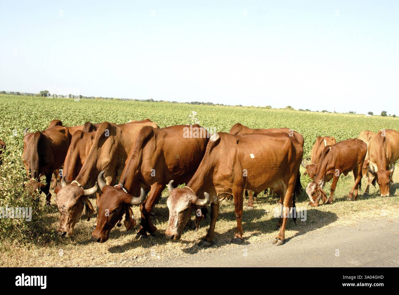 Mucche che pascolano erba, Amreli, Gujarat, India, Asia Foto Stock