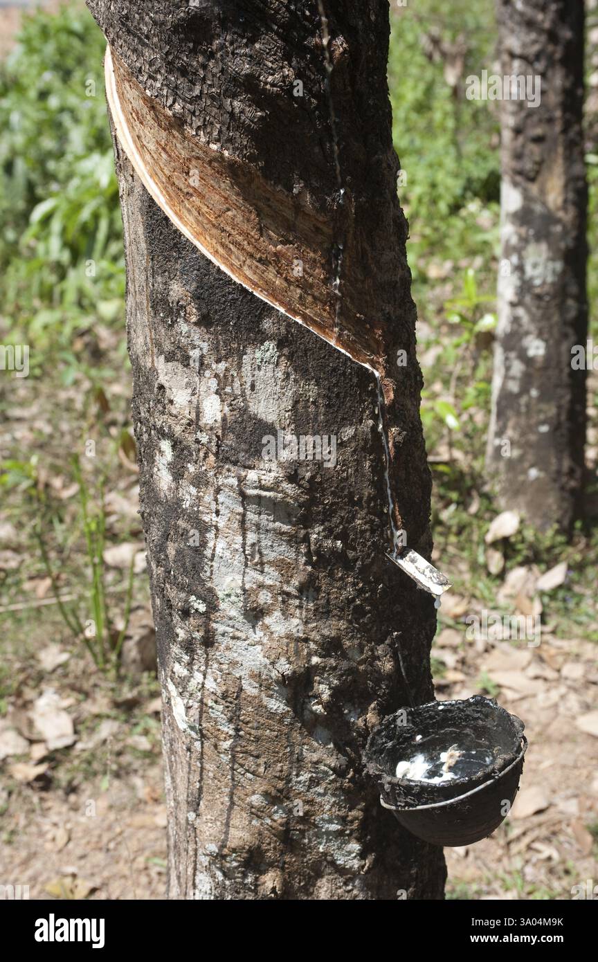 Rubber ficus elastica sap Dropping in pot, Ponmudi, Trivandrum Thiruvananthapuram, Kerala, India, Asia Foto Stock