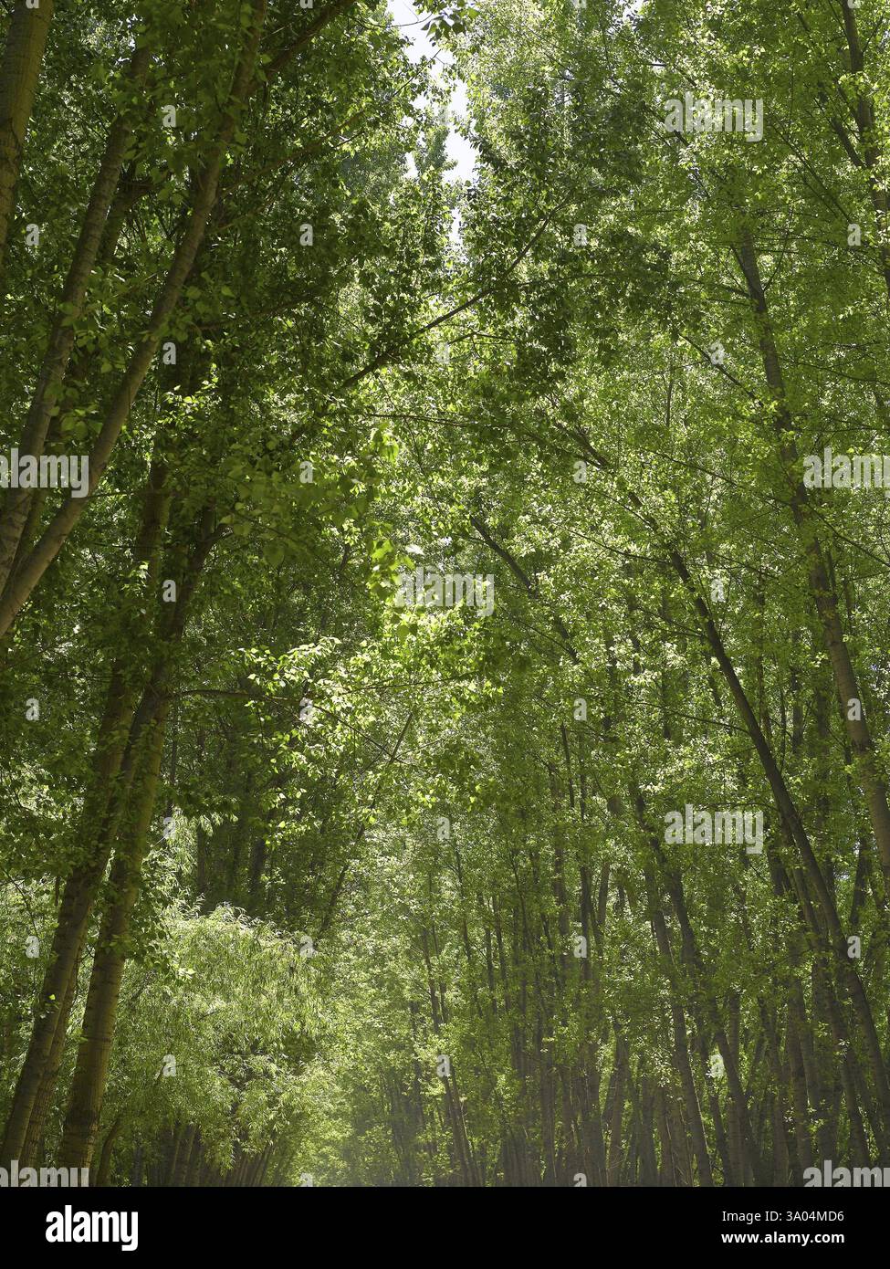 Willow Trees Forest, Srinagar, Kashmir, India, Asia Foto Stock