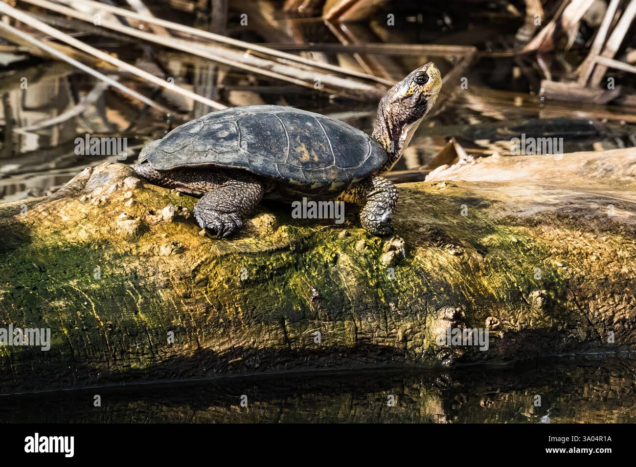 WESTERN Pond Turtle. Usano siti basculanti, come un albero abbattuto o una roccia, per regolare la temperatura corporea. La loro popolazione sta diminuendo. Foto Stock