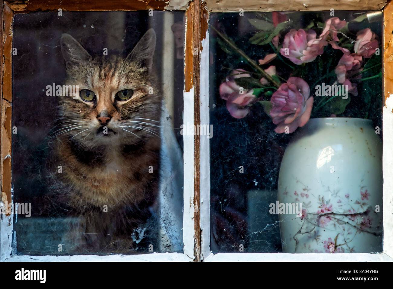 Francia, Riquewihr, Alsazia, strada del vino, Cat, famoso, finestra, formato ritratto, Rue des Remparts Foto Stock