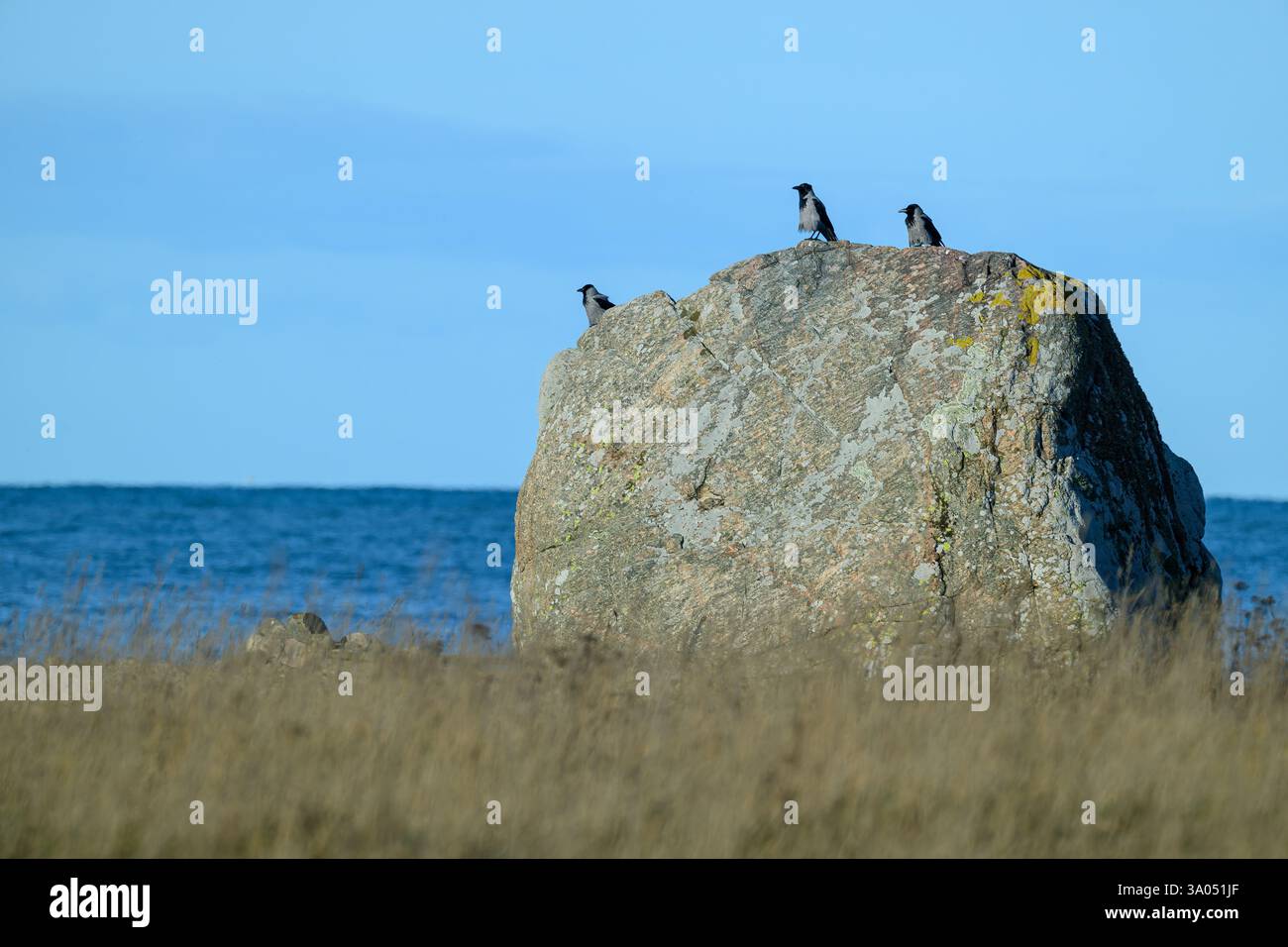 Tre corvi sono arroccati sulla cima di una grande roccia situata lungo la costa. Il mare è visibile sullo sfondo sotto un cielo luminoso e limpido, creando un ser Foto Stock