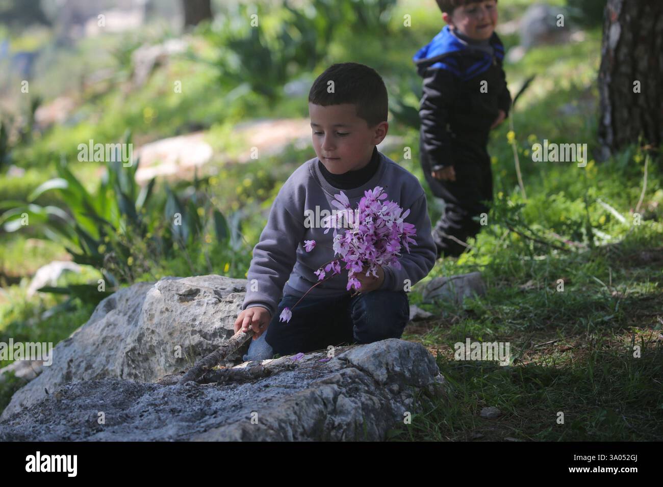 Tulkarm, Palestina. 2 marzo 2025. Un ragazzo palestinese sfollato prende i fiori mentre la sua famiglia fugge dal campo profughi di Nur Shams a est di Tulkarm in mezzo a un'offensiva di una settimana nella Cisgiordania occupata. Israele ha lanciato una grande incursione militare nella Cisgiordania occupata che ha sfollato più di 40.000 palestinesi e distrutto decine di case. Credito: SOPA Images Limited/Alamy Live News Foto Stock