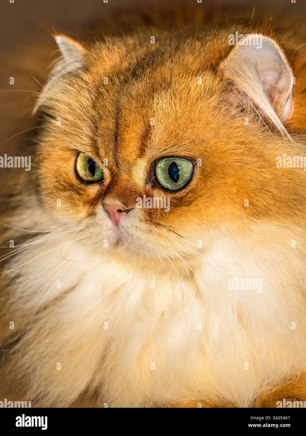 Adorabile gatto Longhair britannico con gli occhi di smeraldo NY11 con pelliccia dorata Foto Stock