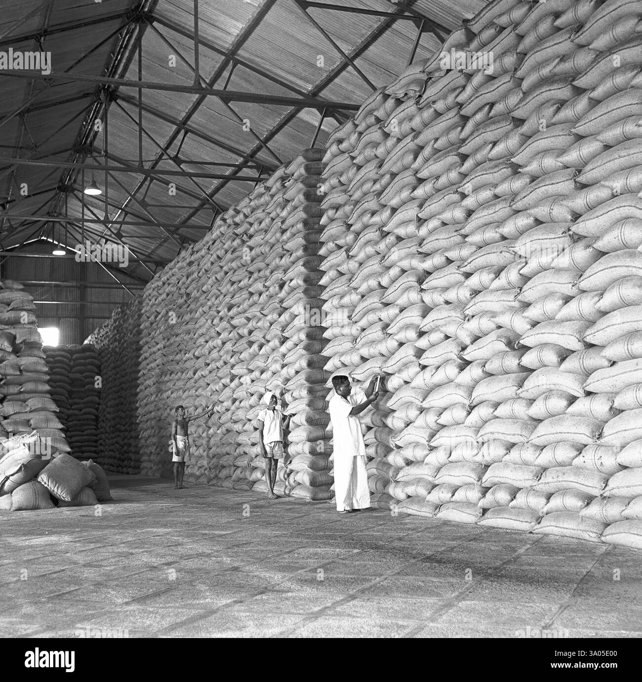 Anno 1955, lavoratori dello zuccherificio, carico di sacchi in magazzino, Mandya, distretto di Mandya, Karnataka, India, Asia Foto Stock
