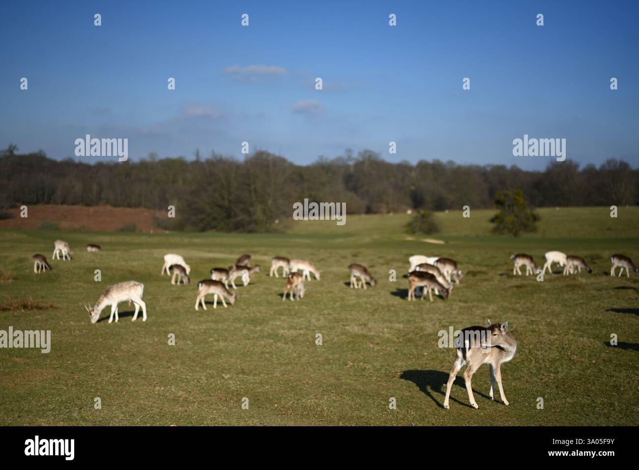 bella mandria di cervi a knole kent, inghilterra Foto Stock