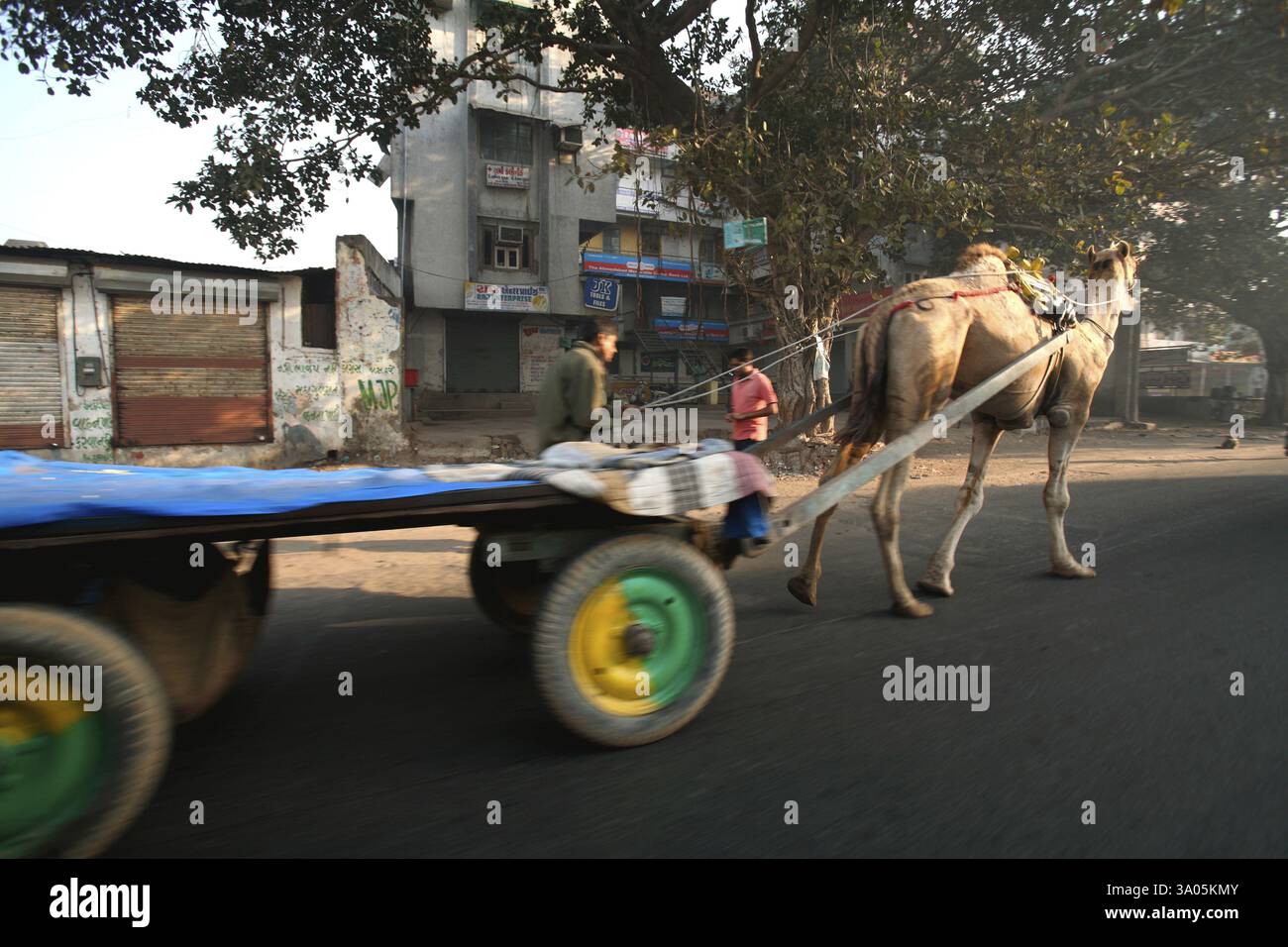 Cammello trainando il carro sull'autostrada verso Ahmedabad, Gujarat, India, Asia Foto Stock