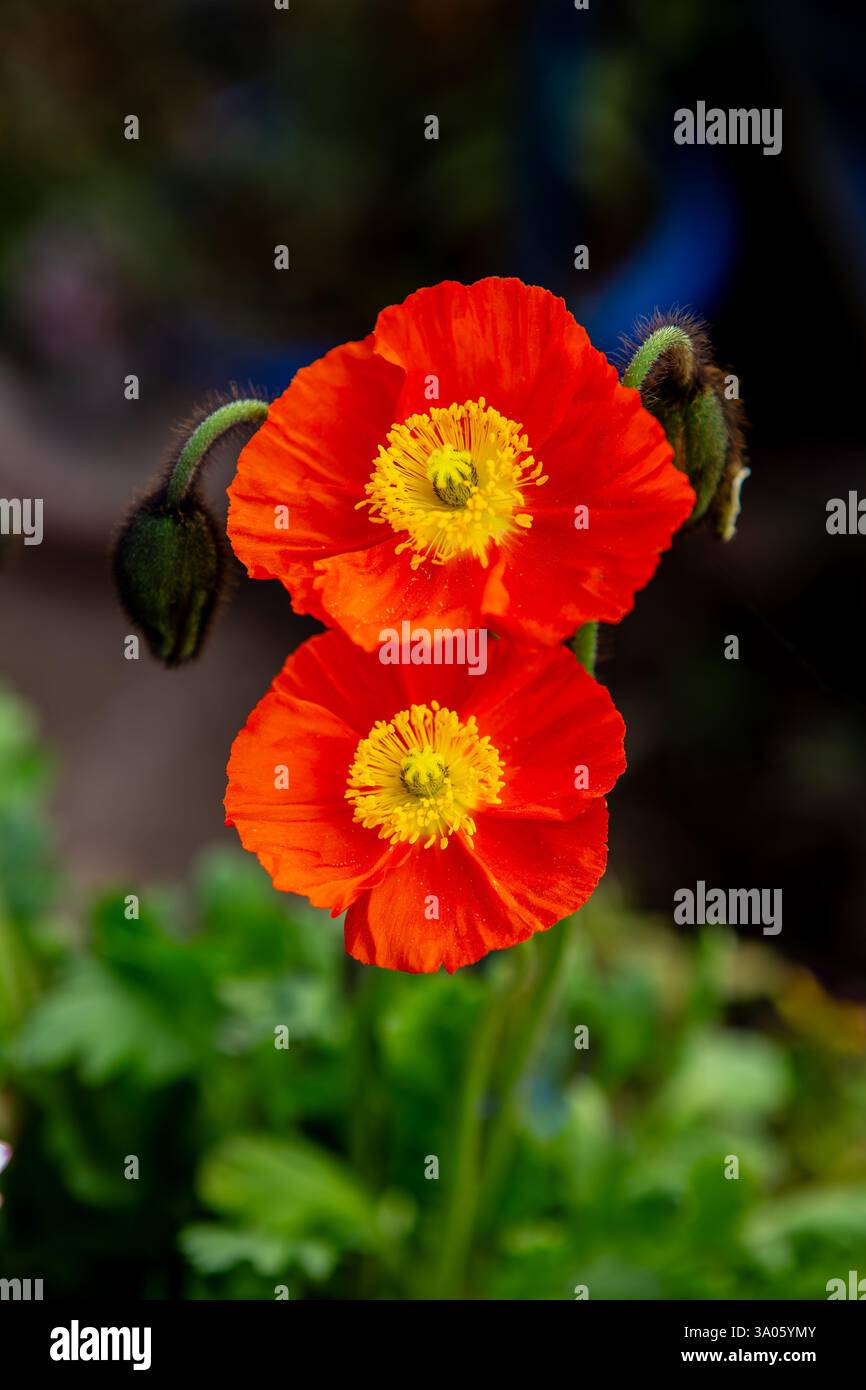Papavero rosso islandese, fiore di Oreomecon nudicaulis Islanda Papaveri che crescono nella California meridionale Foto Stock