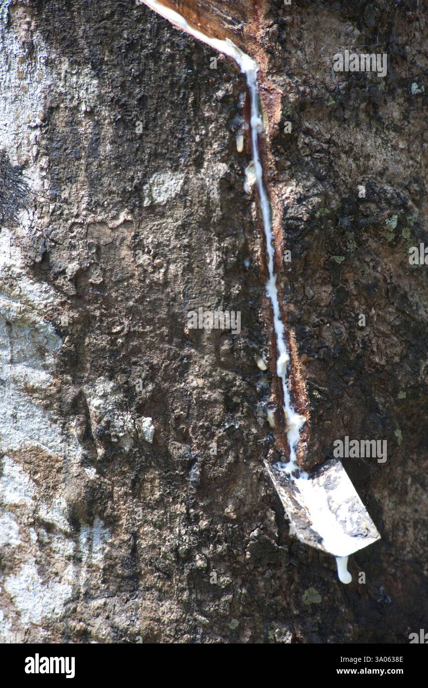 Rubber ficus elastica sap Dropping in pot, Ponmudi, Trivandrum Thiruvananthapuram, Kerala, India 2010 Foto Stock