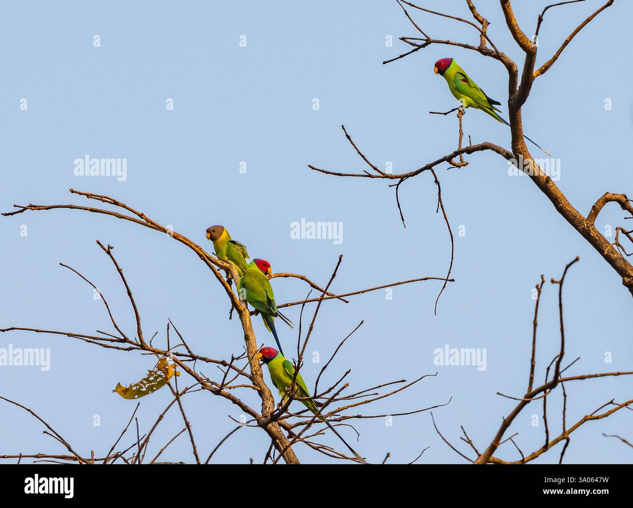 Diversi Parakeets a testa di prugna (Psittacula cyanocephala) arroccati su un albero. Maharashtra, India. Foto Stock