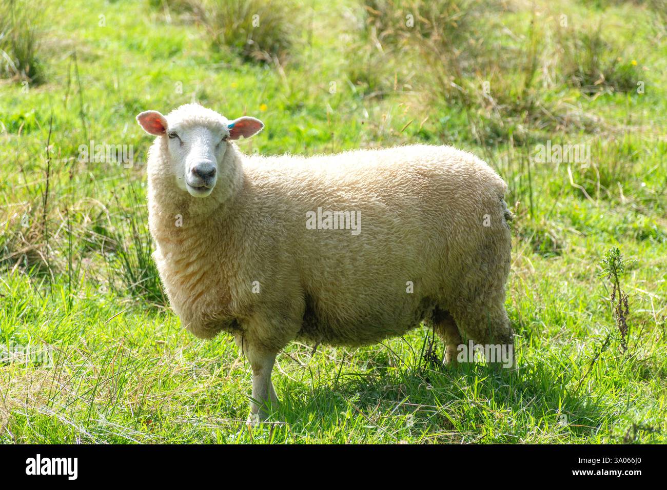 Pecore texane nel paddock, Malvern Hills, Whitecliffs, Selwyn District, Canterbury Region, isola del Sud, nuova Zelanda Foto Stock