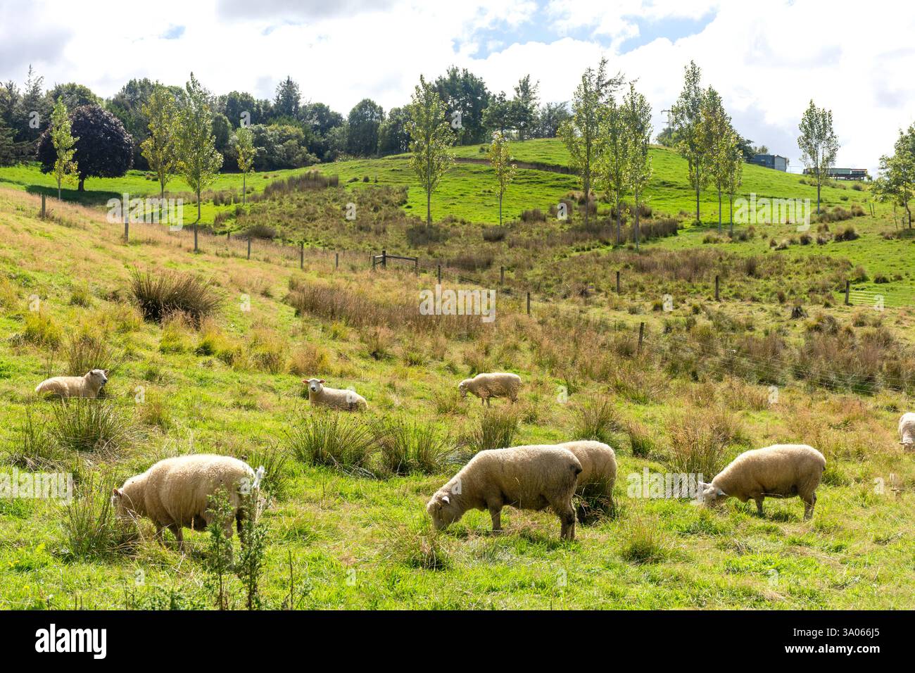 Pecore texane nel paddock, Malvern Hills, Whitecliffs, Selwyn District, Canterbury Region, isola del Sud, nuova Zelanda Foto Stock