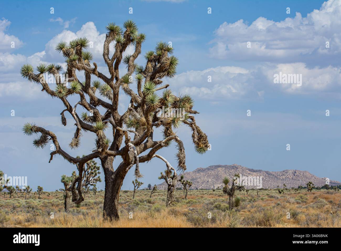 Gli alberi di Giosuè (Yucca brevifolia) sono sparsi nel deserto del Mojave in California. Saddleback Butte è in lontananza. Foto Stock
