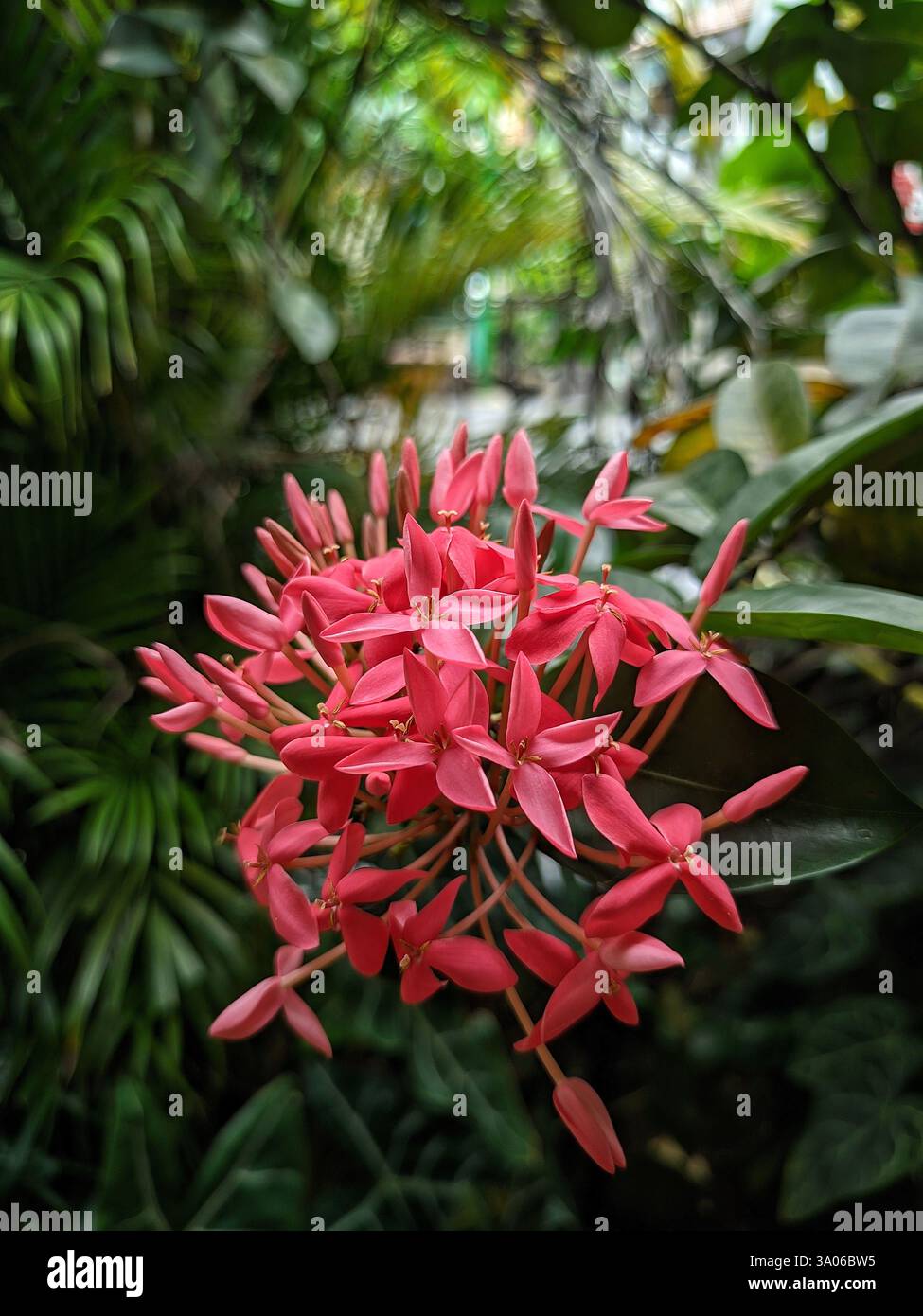Immagine ravvicinata del vivace gruppo di fiori rosa di Ixora in un giardino tropicale. I bellissimi fiori, con i loro esclusivi petali a forma di stella, sono un Foto Stock
