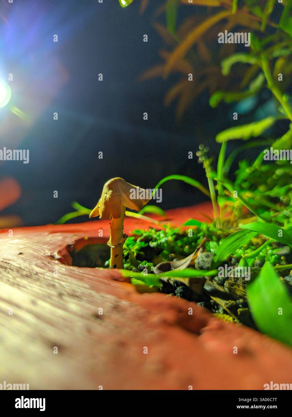 Uno sgabello solitario che emerge da un letto di muschio e piccole piante. Una luce mirata mette in risalto i dettagli intricati dell'organismo micotico minuscolo, Foto Stock