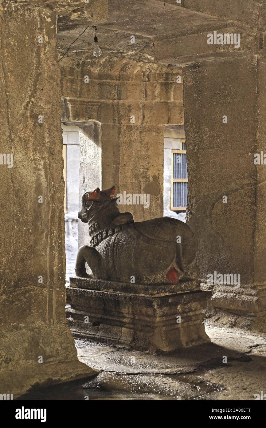 Statua di Nandi nella grotta scavata nella roccia di Pataleshwar tempio shiva scolpito nell'VIII secolo a Pune, Maharashtra, India, Asia Foto Stock
