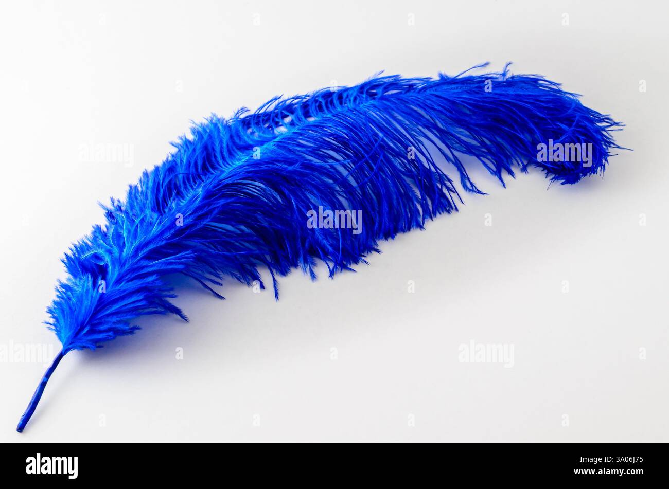 Singola piuma di struzzo blu isolata su sfondo bianco Foto Stock