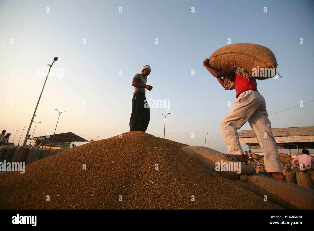 Lavoratore che trasporta sacchi di iuta contenenti grano a Harsud Mandi, mercato dei cereali alimentari a Bhopal, Madhya Pradesh, India, Asia Foto Stock
