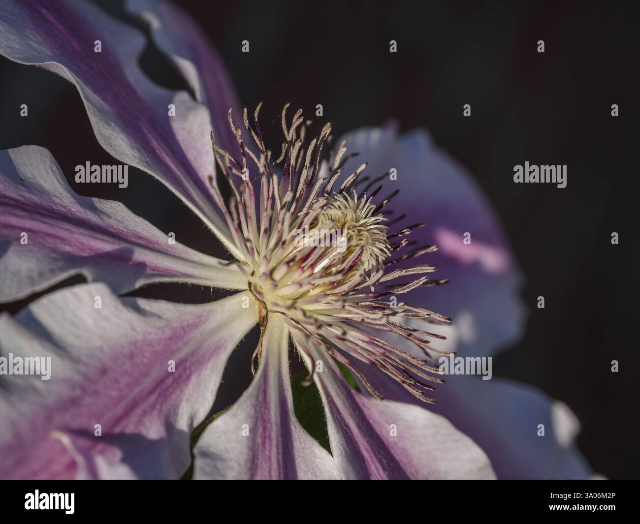 Fiori di Clematis alla luce del giorno con ombra, borken, vestfalia, muensterland Foto Stock
