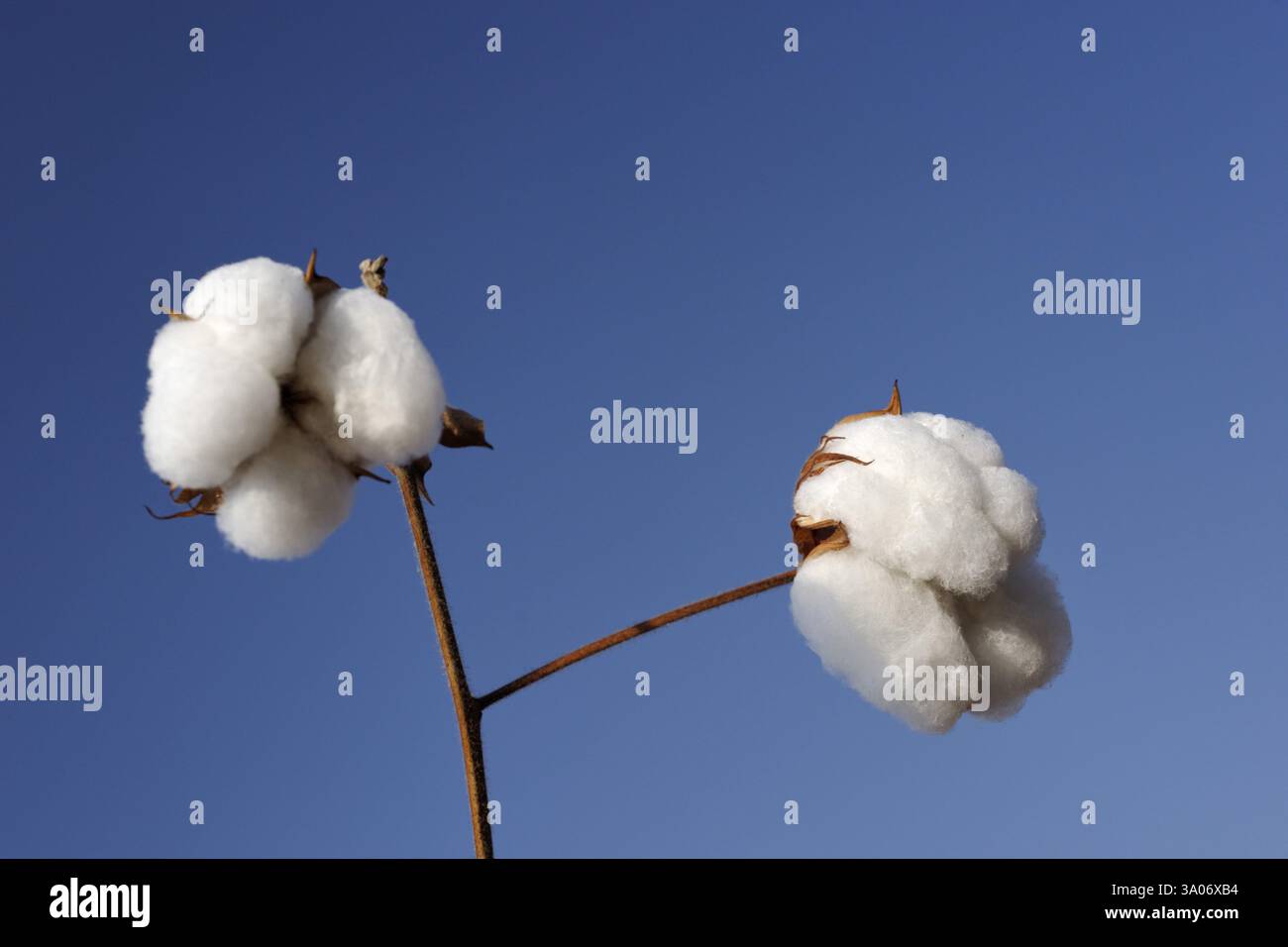 Colture di cotone Gossypium herbaceum, Lunidhar vicino a Mota devalia, distretto di Amreli, Gujarat, India, Asia Foto Stock