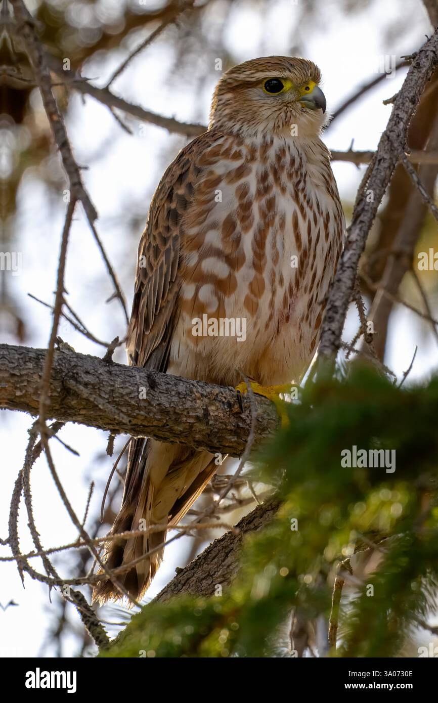 Un magnifico Merlino che riposa in cima a un ramo d'albero in mezzo a un tranquillo sfondo forestale. Falco columbarius Foto Stock